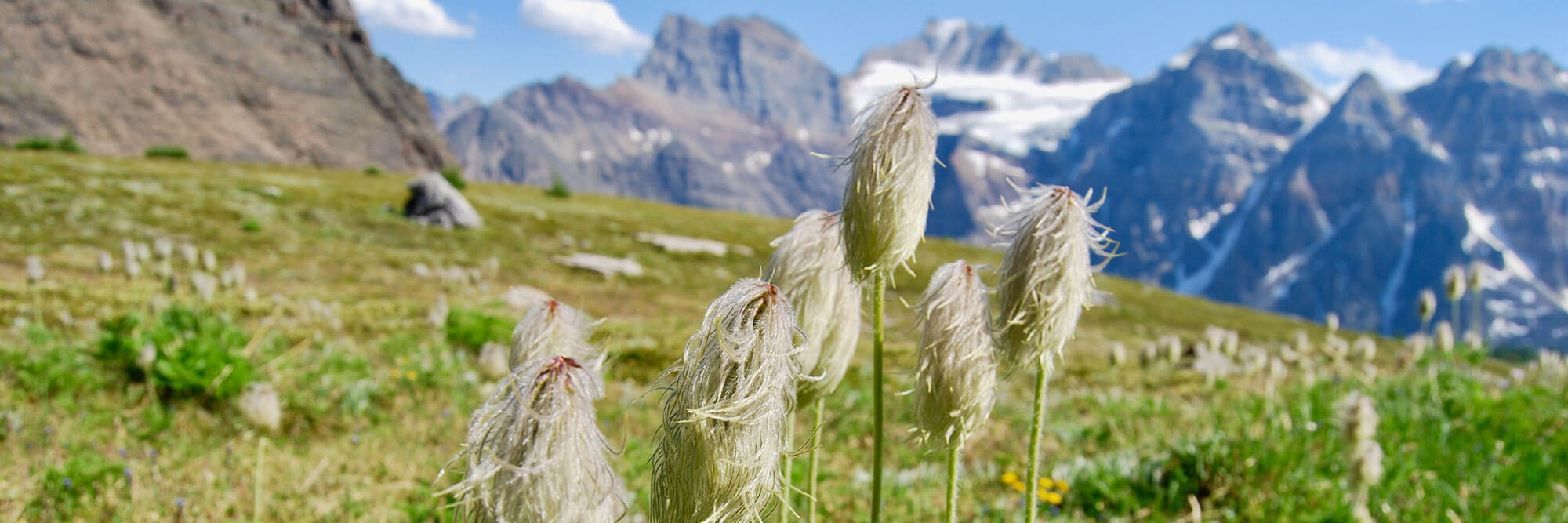 Summer Canada